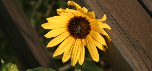 sunflower upclose